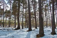 Winterbos, sneeuw tussen de bomen, boslandschap