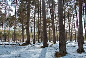 Winterbos, sneeuw tussen de bomen, boslandschap