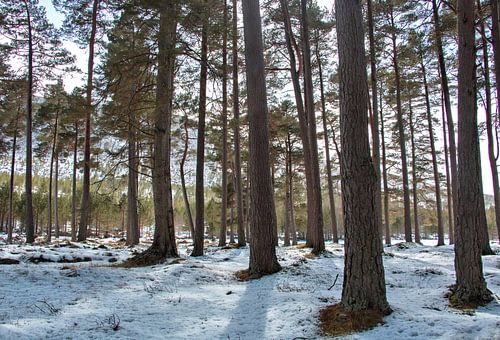 Winterbos, sneeuw tussen de bomen, boslandschap