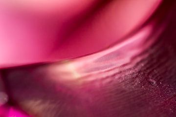 Roze kelk - abstracte fotografie. van Qeimoy