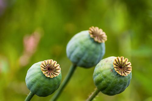 Zaaddozen van papavers