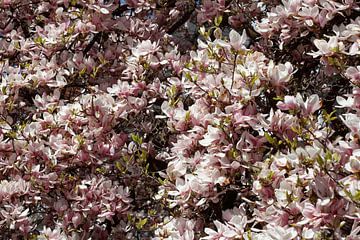 Roze, Magnolia, Magnolia's, Bloesem, Bloem, Close-up van Torsten Krüger