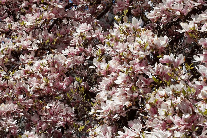 Pink, Magnolia, Magnolias, Blossom, Flower, Closeup by Torsten Krüger