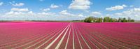 Tulpen bloeien tijdens de lente van bovenaf gezien van Sjoerd van der Wal Fotografie thumbnail