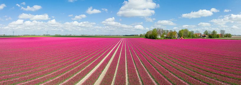 Tulpen bloeien tijdens de lente van bovenaf gezien van Sjoerd van der Wal Fotografie