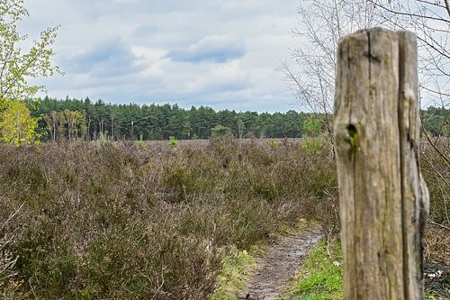 Lommel: Heide op de Kattenbosserheide