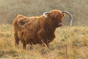 Réveil précoce du Highlander écossais