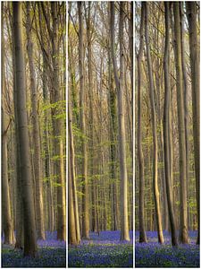 Dreiteiliges Bild „Frühlingswald“