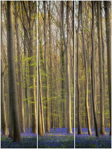 Spring Forest Triptych