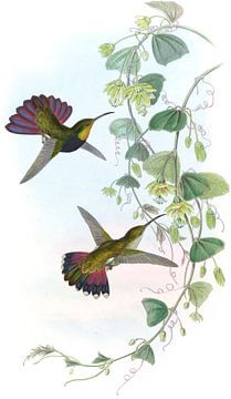 St. Domingo Mango, John Gould van Hummingbirds