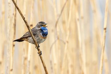 Singing bluethroat in the reeds by Arjan Otte