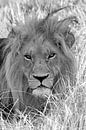 De leeuwenkoning van Filip Staes thumbnail