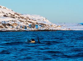 Orca von Merijn Loch