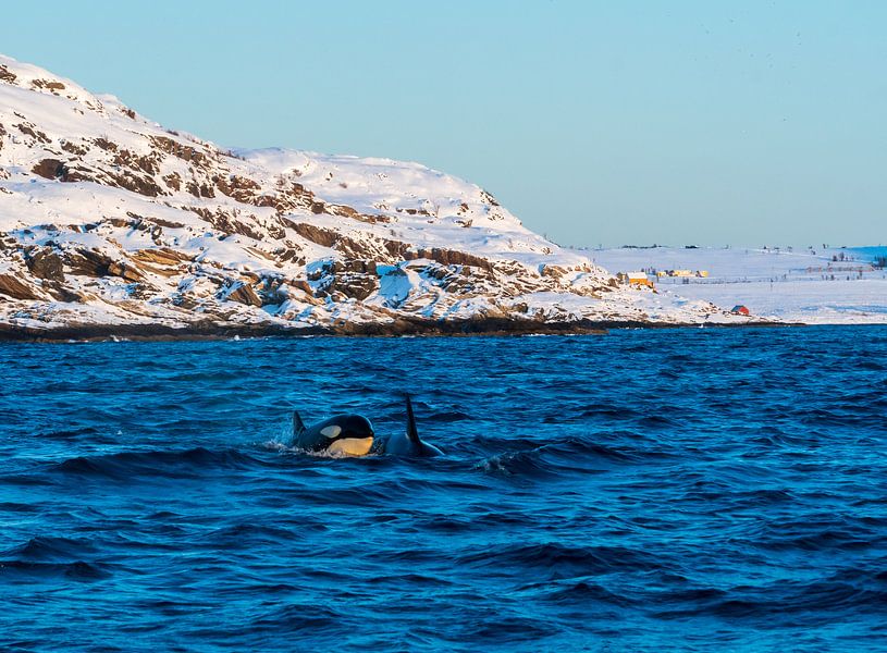 Orca von Merijn Loch