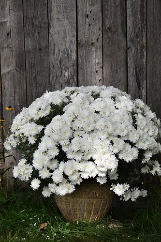 Een bloempot in de tuin