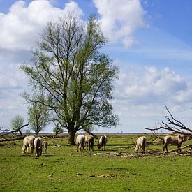 Wild horses, Oostvaardersplassen von Mirjam Hartog