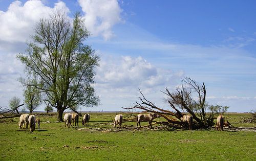 Wild horses, Oostvaardersplassen