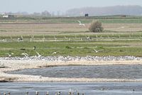 Eilandje met Visdiefjes (witte Sterns)