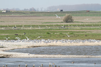 Île avec des sternes communes (sternes blanches)