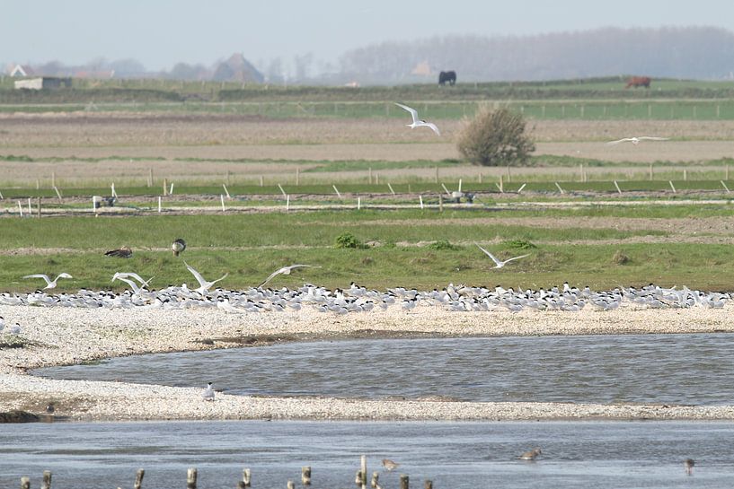 Island with common terns (white terns) by Sander Miedema