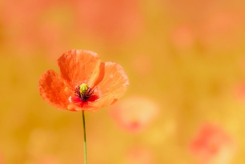 Mohn 2, schön als Kunstdruck oder auf Acryl von Josine Claasen