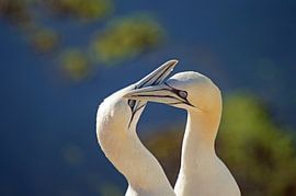 Gannets on Heligoland