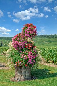 Weinberg in der Champagne region