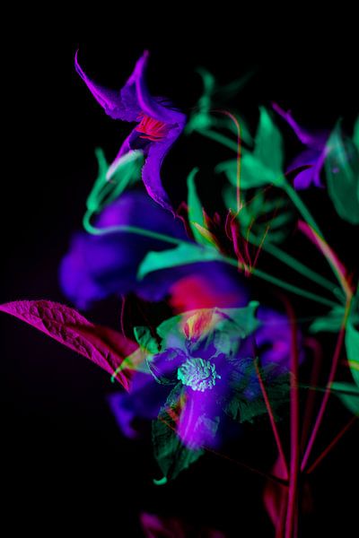 Blumen//Pickel Lila//01 von Marloes van Druenen