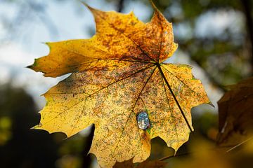 oak leaf by robin waslander
