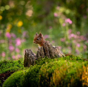 Le petit miracle de la forêt