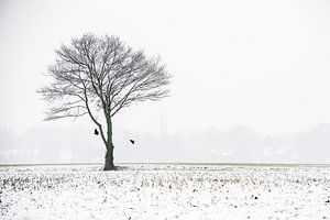 A tree in the fog and snow sur Gonnie van de Schans