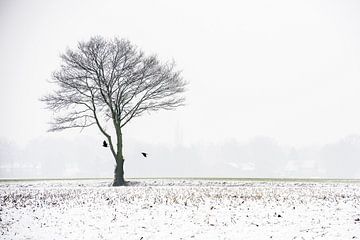 Een kale boom in de mist van Gonnie van de Schans