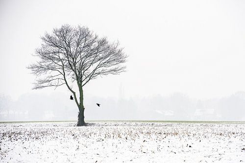 Een kale boom in de mist