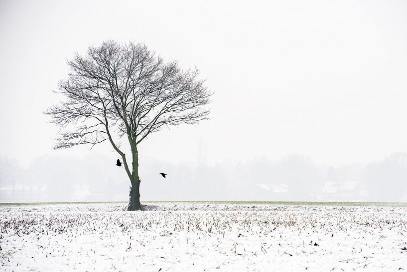 Een kale boom in de mist von Gonnie van de Schans