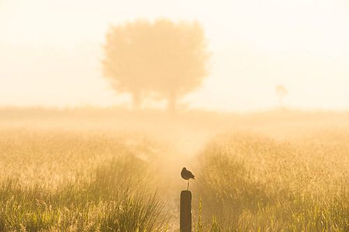 Grutto (limosa limosa) in een weiland in Friesland