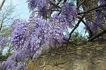 Glycine van Martine Affre Eisenlohr