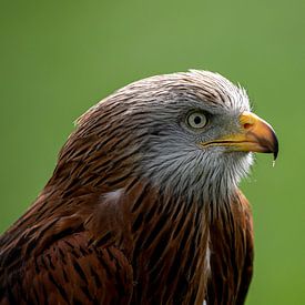 red kite by Ed Klungers