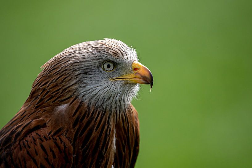 rode wouw van Ed Klungers