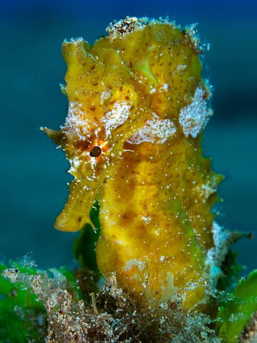 Hippocampe jaune Lanzarote