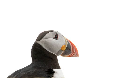 Papageientaucher Nahaufnahme