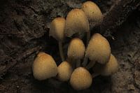 Les champignons en pleine gloire