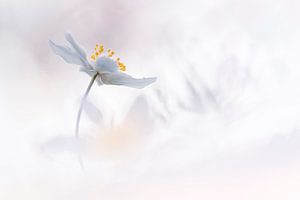 Buschwindröschen in fantastischem Licht