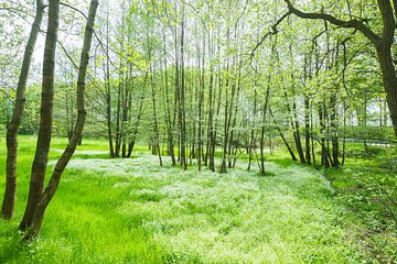 Flowering chickweed by Sylvio Dittrich