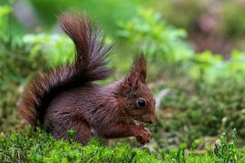 Squirrel by Merijn Loch