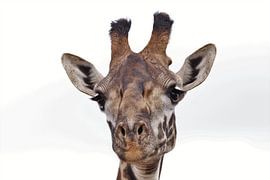 Head of a giraffe