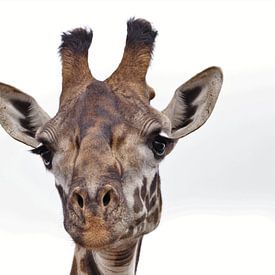 Kop van een giraffe van Bart van Mastrigt