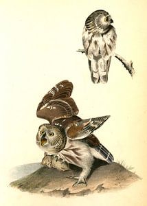 Uil, Little or Acadian Owl. (Common Mouse.), Audubon, John James, 1785-1851