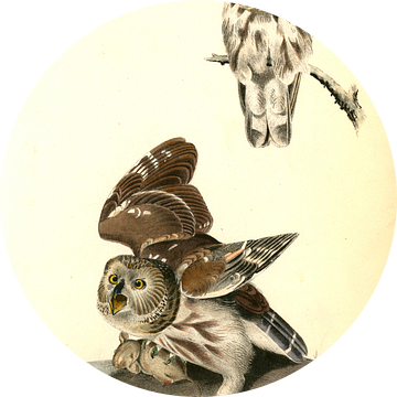 Uil, Little or Acadian Owl. (Common Mouse.), Audubon, John James, 1785-1851