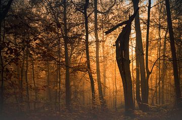 Enchanted forest van Sonja Tessen