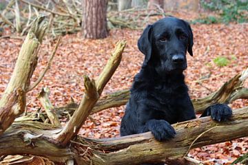 Zwarte labrador hond in een bos poserend van Marco Leeggangers